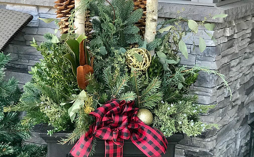winter container potted plants with pine and ribbon