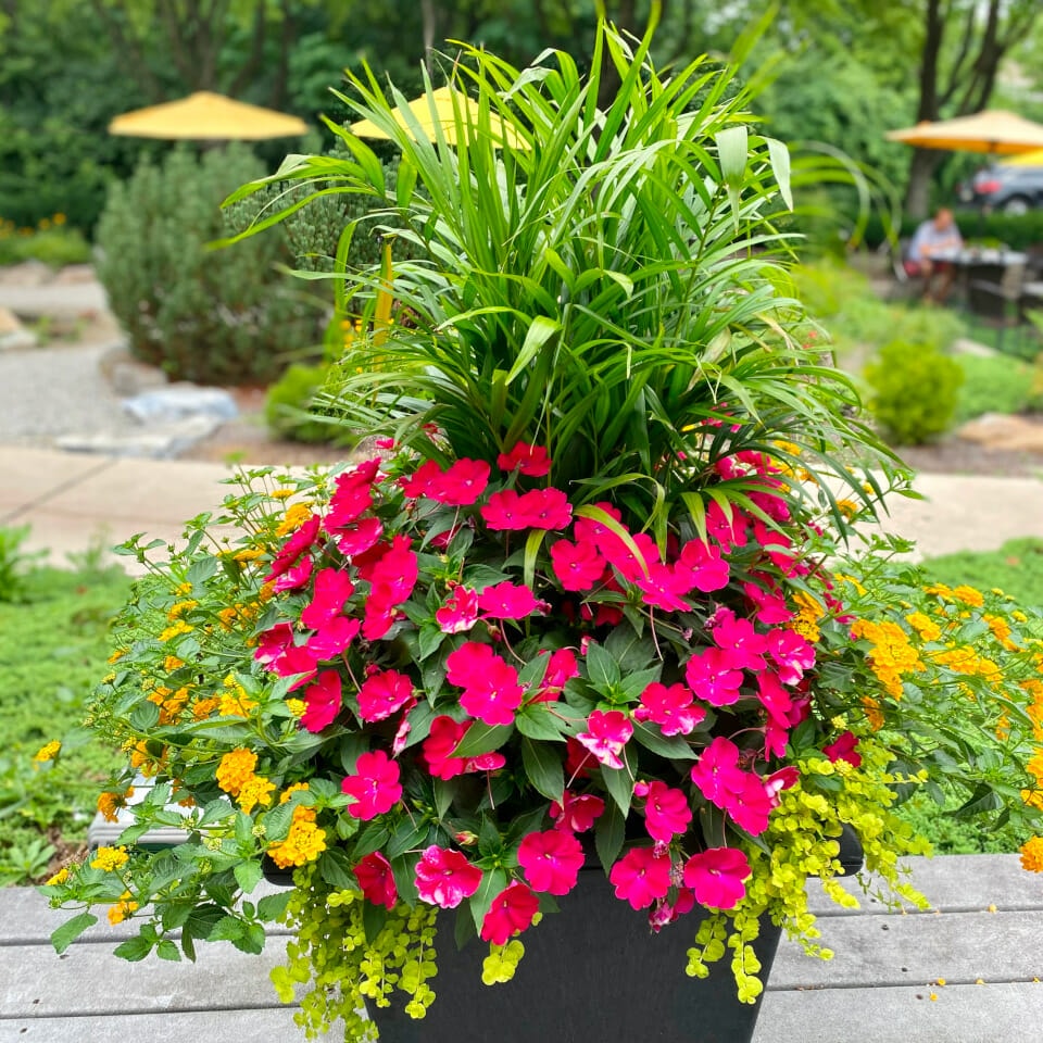 pretty summer flowers in an urn outside a local breakfast cafe