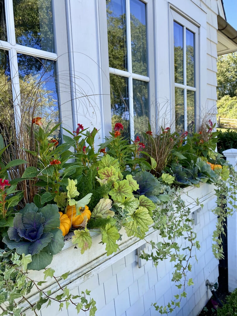 Fall flowers and plants in a white window box