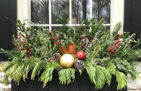 winter flower and evergreen window box