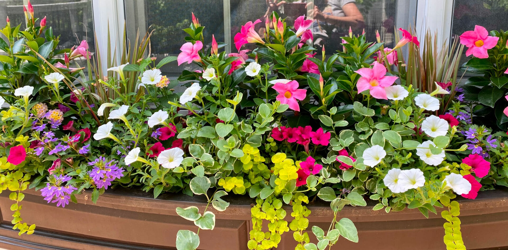 summer flowers in a window box