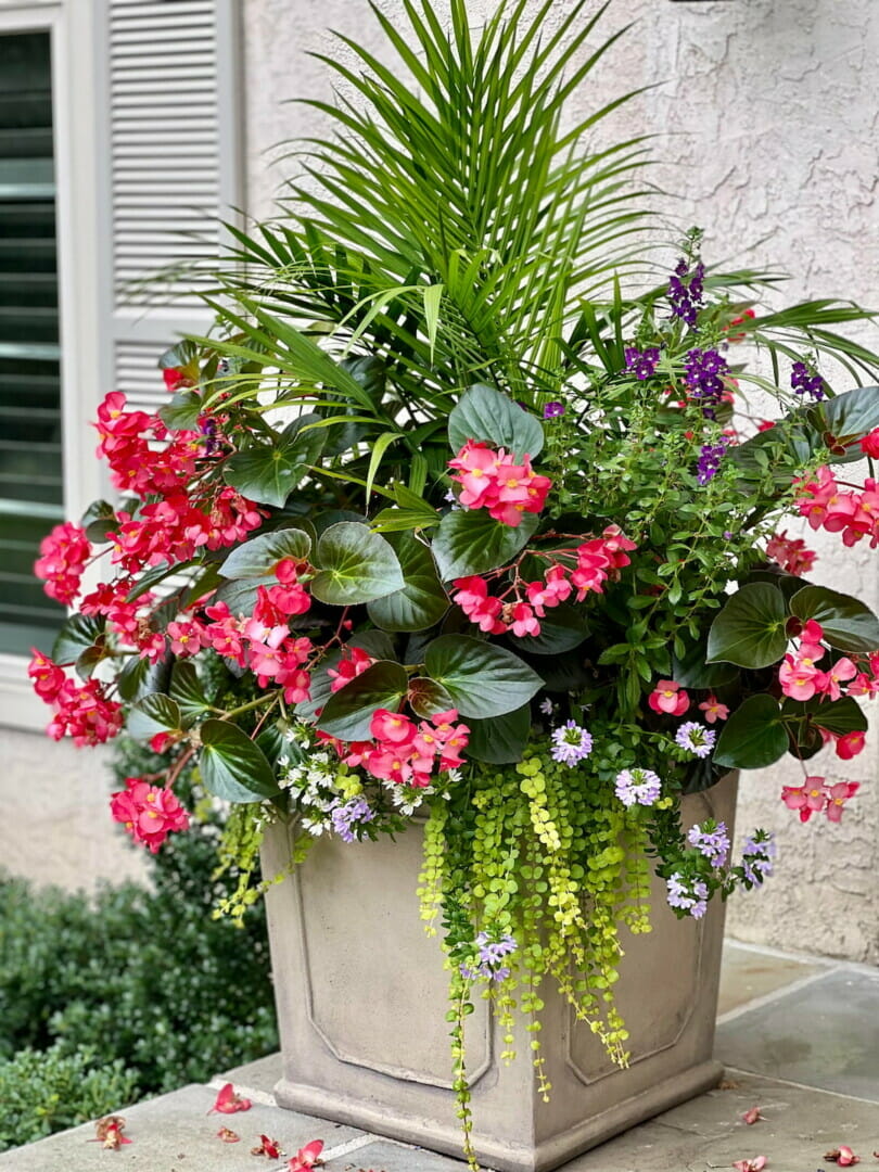 Summer pink flowers in a concrete urn