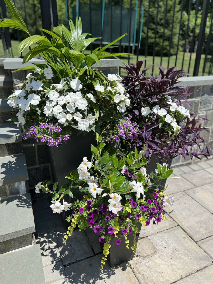 urns and planters with purple and white flowers