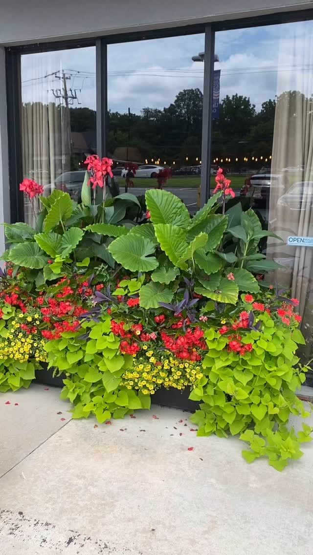 Summer is in full bloom #urnedelegance #urnedmembership #prettyplantersforeveryseason #plantjoy #containergardening #curbappeal #betterhomesandgardens #seasonalplanters #summercontainers #summerplanters #malvernpa #earthplanters #summerblooms