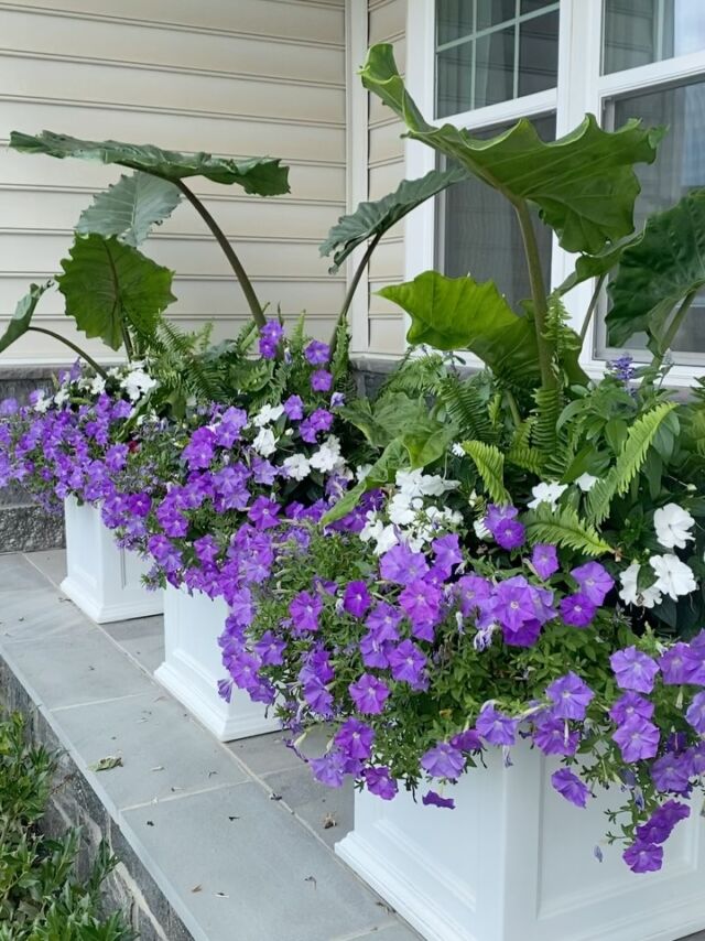 There is something about purple & white, so refreshing, can you feel it?
#urnedelegance #urnedmembership #prettyplantersforeveryseason #summercontainers #summerplanters #containergardening #containerdesigner #seasonalplanters #westchesterpa #plantjoy #curbappeal #summerflowers