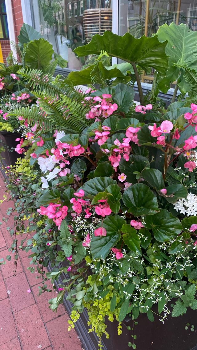 Summer has arrived and it’s hot hot hot, make sure you are watering your planters daily 💦
#urnedelegance #urnedmembership #prettyplantersforeveryseason #summer #summerflowers #summerplanters #seasonalcontainers #seasonalplanters #summercontainers #summerpots #curbappeal #betterhomesandgardens #containergardening #containerdesigner #diggingindirt #westchestetpa