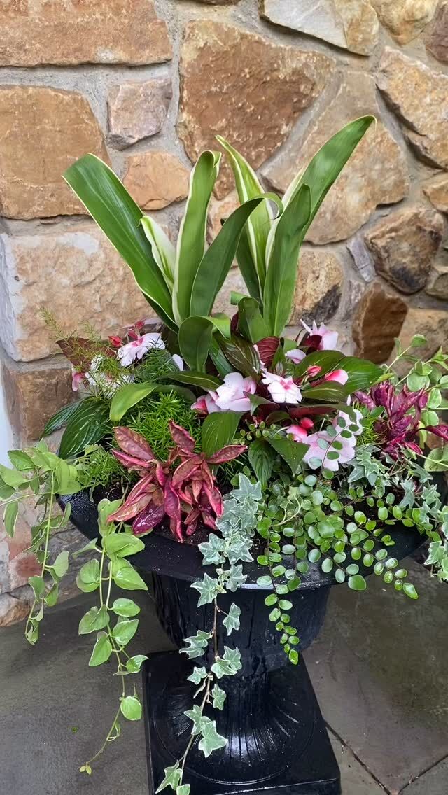 Whoa what a wet week, we are still damp💦… Flowers are happy, our hair is not! We plant in rain or shine, let’s go!
#urnedelegance #prettyplantersforeveryseason #urnedmembership #plantjoy #containergardening #curbappeal #betterhomesandgardens #seasonalplanters #summercontainers #summerplanters #rain #thegrinddontstop #chestercountypa