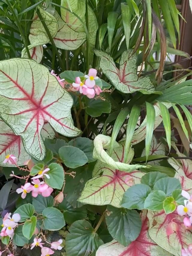 Shade loving planters in all their glory!#urnedelegance #urnedmembership #summerplanters #summercontainers #plantjoy #curbappeal #containergardening #seasonalcontainers #prettyplantersforeveryseason #summer #betterhomesandgardens #shadelovingplants