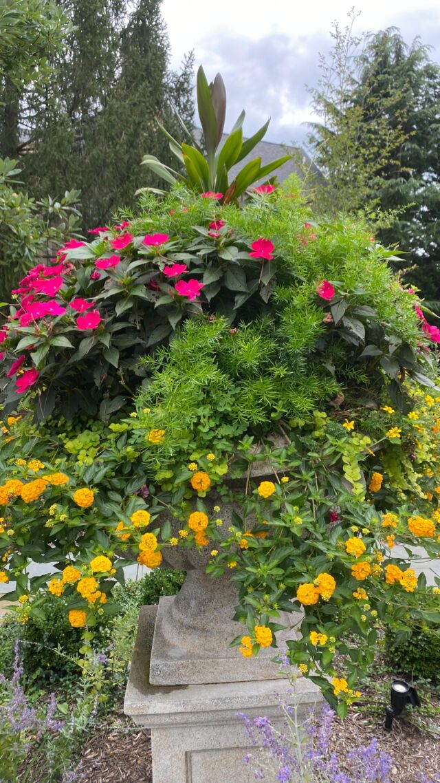 Summer is starting to wind down, a cool breeze is in our local air…#urnedelegance #urnedmembership #prettyplantersforeveryseason #plantjoy #containergardening #curbappeal #betterhomesandgardens #seasonalplanters #summercontainers #seasonalplanters #malvern #summerflowers #summeriswindingdown