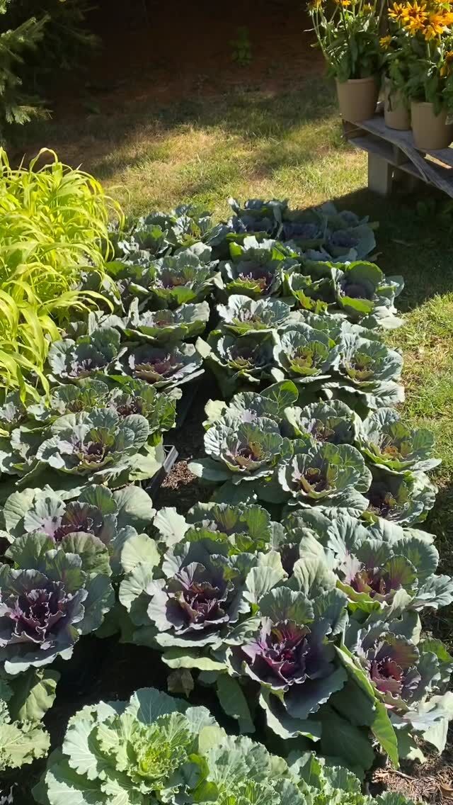 Let’s go!! Fall installations start this week & we are ready to dig in! #urnedelegance #prettyplantersforeveryseason #urnedmembership #plantjoy #containergardening #curbappeal #betterhomesandgardens #seasonalplanters #fall #fallcontainers #fallplanters