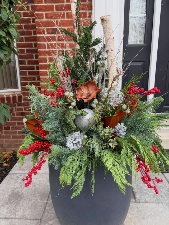 Decking doorways throughout town. I like to think of it as adding jeweled accessories to your home! Did you know I used to be in the jewelry business ?
#urnedelegance #urnedmembership #prettyplantersforeveryseason #plantjoy #winterplanters #wintercontainers #holidayplanters #holidayseason #holidayoutdoordecor #curbappeal #holidaydecor #accessories