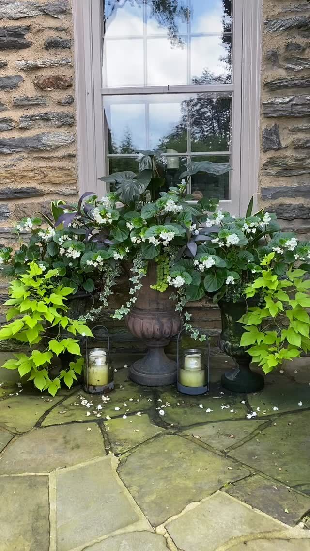 A clean fresh pallet, good things come in three🌿
#urnedelegance #prettyplantersforeveryseason #urnedmembership #plantjoy #containergardening #curbappeal #betterhomesandgardens #seasonalplanters #summercontainers #summerplanters #villanova