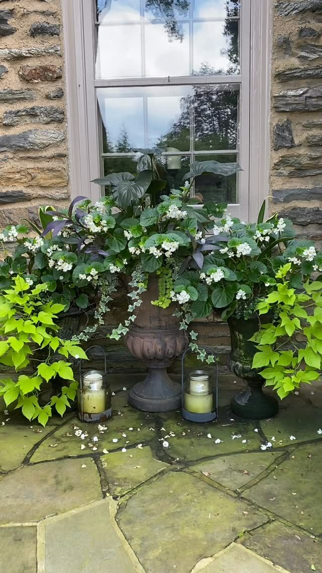 A clean fresh pallet, good things come in three🌿
#urnedelegance #prettyplantersforeveryseason #urnedmembership #plantjoy #containergardening #curbappeal #betterhomesandgardens #seasonalplanters #summercontainers #summerplanters #villanova