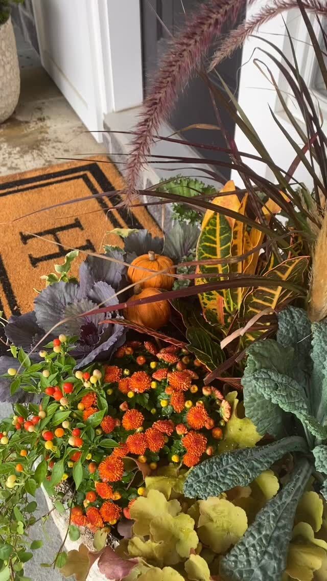 Falling in love with fall 🍂
#urnedelegance #prettyplantersforeveryseason #urnedmembership #plantjoy #containergardening #curbappeal #betterhomesandgardens #seasonalplanters #fallplanters #fallcontainers #fall #fallflowers