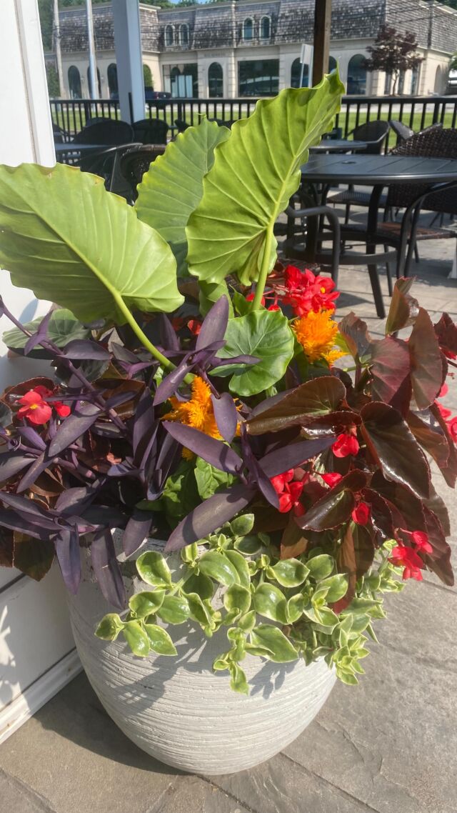 Love me an order of huevos rancheros from @nudyscafe & the flowering pots! #urnedelegance #prettyplantersforeveryseason #urnedmembership #plantjoy #containergardening #curbappeal #betterhomesandgardens #seasonalplanters #summercontainers #summerplanters