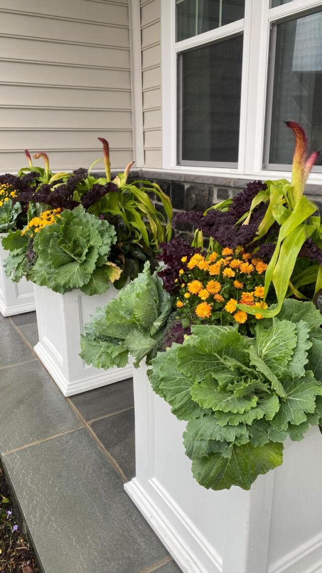 Fall is in the air🍁
#urnedelegance #prettyplantersforeveryseason #urnedmembership #plantjoy #containergardening #curbappeal #betterhomesandgardens #seasonalplanters #fall #fallplanters #fallcontainers #westchesterpa