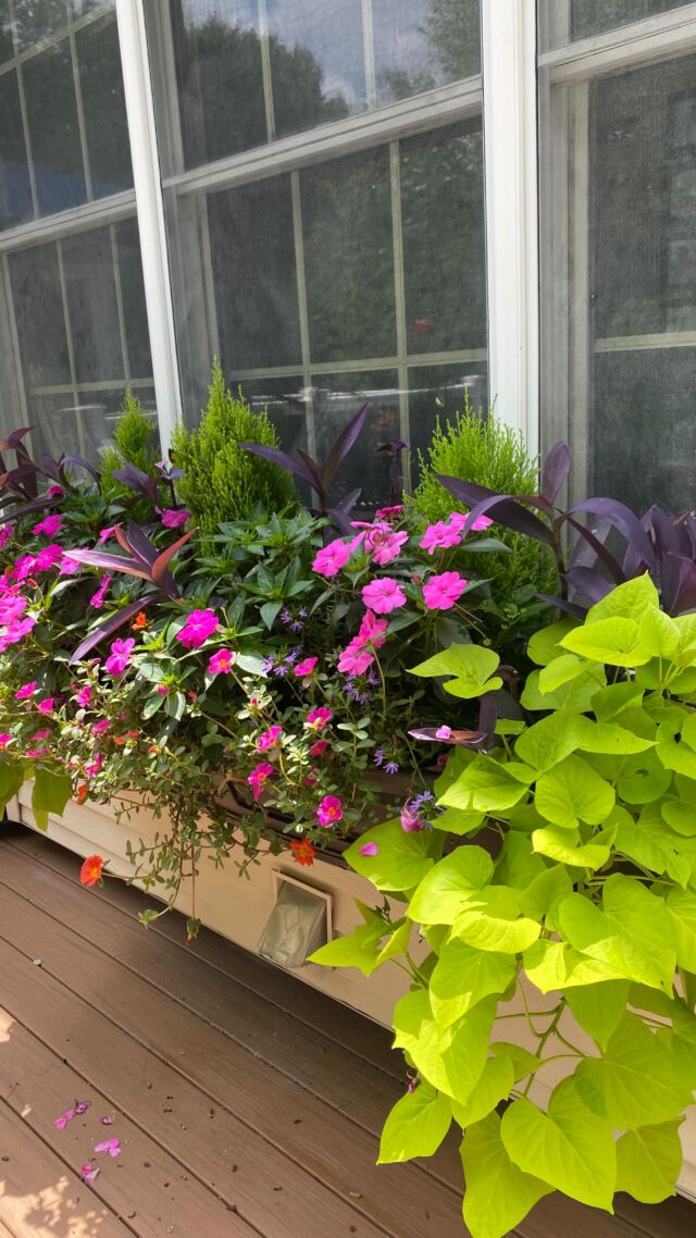 Making a beautiful appearance for window box Wednesday 
#urnedelegance #prettyplantersforeveryseason #urnedmembership #plantjoy #containergardening #curbappeal #betterhomesandgardens #seasonalplanters #summercontainers #summerplanters #windowboxwednesday #extonpa