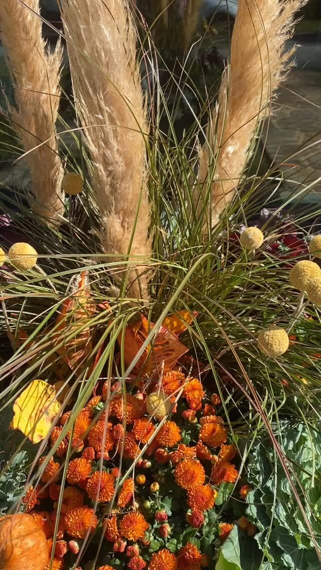 It’s finally feeling like fall in Pennsylvania! 🍂
#urnedelegance #prettyplantersforeveryseason #urnedmembership #plantjoy #containergardening #curbappeal #betterhomesandgardens #seasonalplanters #fall #fallplanters #fallcontainers #fallcontainerseason