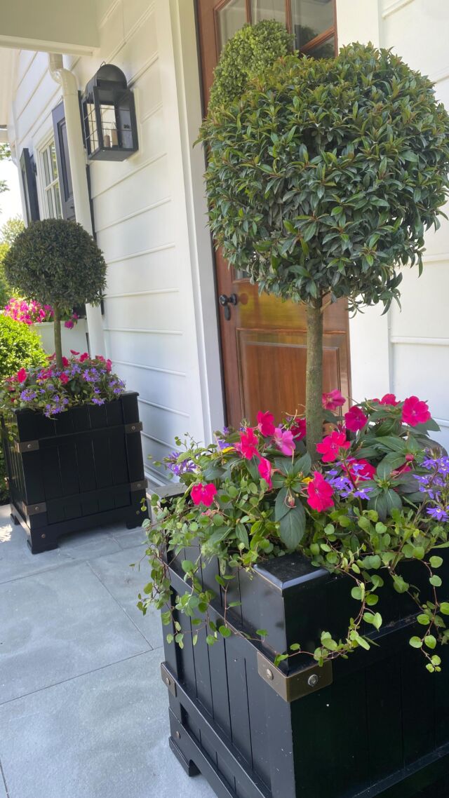 Let’s hear it for topiary Tuesday 🩷#urnedelegance #prettyplantersforeveryseason #urnedmembership #plantjoy #containergardening #curbappeal #betterhomesandgardens #seasonalplanters #summercontainers #summerplanters #topiarytuesday #malvernpa