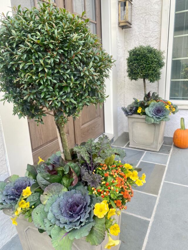 Well, hello topiary Tuesday!
#urnedelegance #urnedmembership #prettyplantersforeveryseason #fall #fallplanters #seasonalcontainers #curbappeal #topiarytuesday #plantjoy #betterhomesandgardens #villanovapa