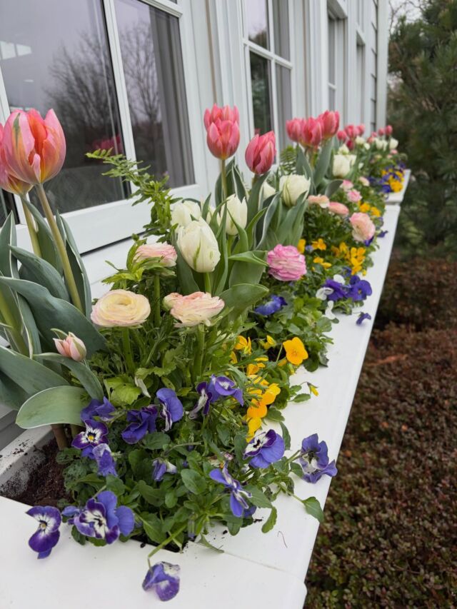 Happy window box Wednesday 🌷
#urnedelegance #urnedmembership #prettyplantersforeveryseason #windowboxwednesday