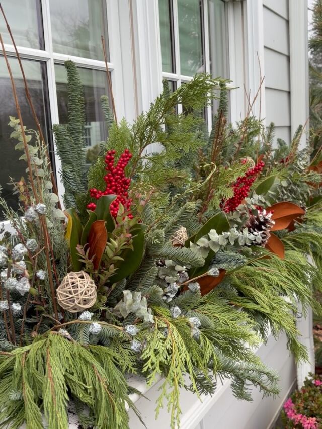 Window box Wednesday holiday version #urnedelegance #urnedmembership #prettyplantersforeveryseason #plantjoy #containergardening #seasonalcontainers #holidaydecor #holidayplanters #curbappeal #betterhomesandgardens #windowboxwednesday