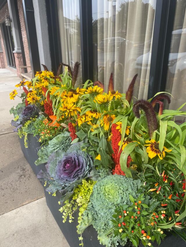 Denver Daisy’s bringing the  vibrant color this fall! #urnedelegance #urnedmembership #prettyplantersforeveryseason #fallplanters #seasonalcontainers #fallcontainers #fall #curbappeal #plantjoy