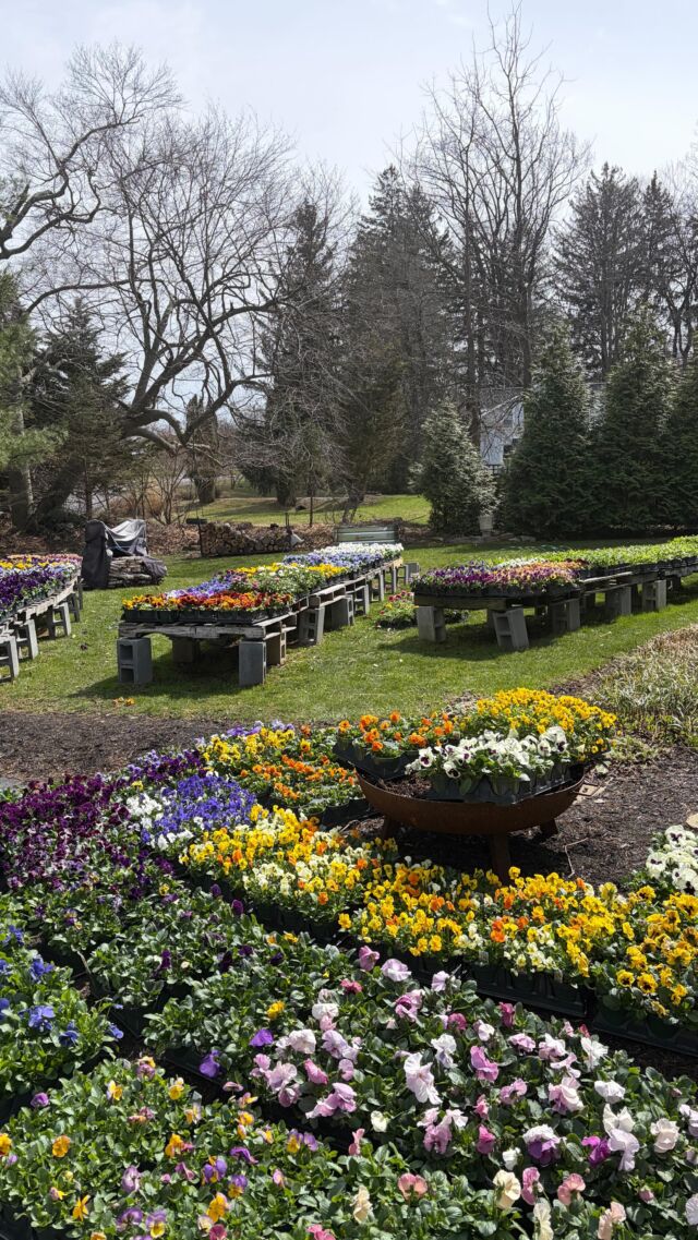 It's go time! We're trading our cozy slippers for mud-stained boots as we kick off spring installations next week!!! Just got to survive this weekend's polar vortex, then it's gardening galore! My yard's about to transform into a full-on garden center - think plant chaos! Bring. It. On! #urnedelegance #prettyplantersforeveryseason #urnedmembership #plantjoy #containergardening