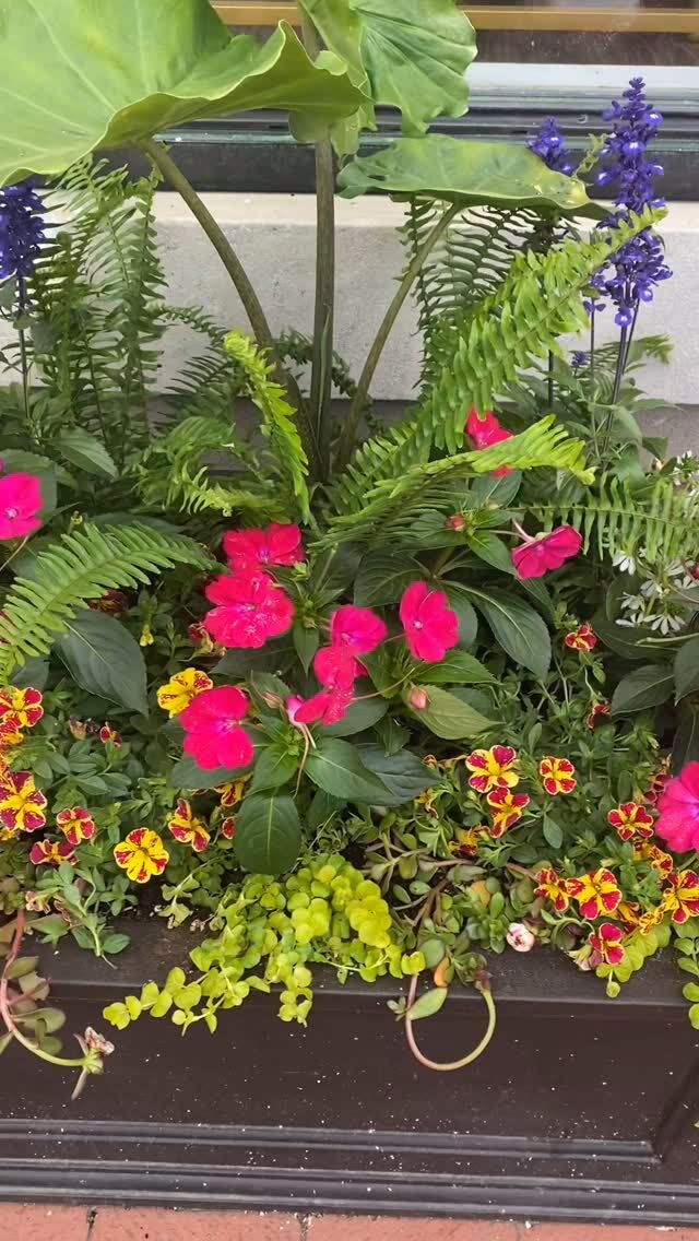 Cheers to a new season of dirt mustaches, dirty nails, spiders on the dashboard, the permeating scent of deer repellent, and of course beautiful summer planters. Whether  it’s raining or shining we’ve been filling summer planters & we have only “just scratched the dirt”- Let’s do it!#urnedelegance #prettyplantersforeveryseason #urnedmembership #plantjoy #containergardening #curbappeal #betterhomesandgardens #seasonalplanters #summercontainers #summerplanters #letsdoit #summer #workhard