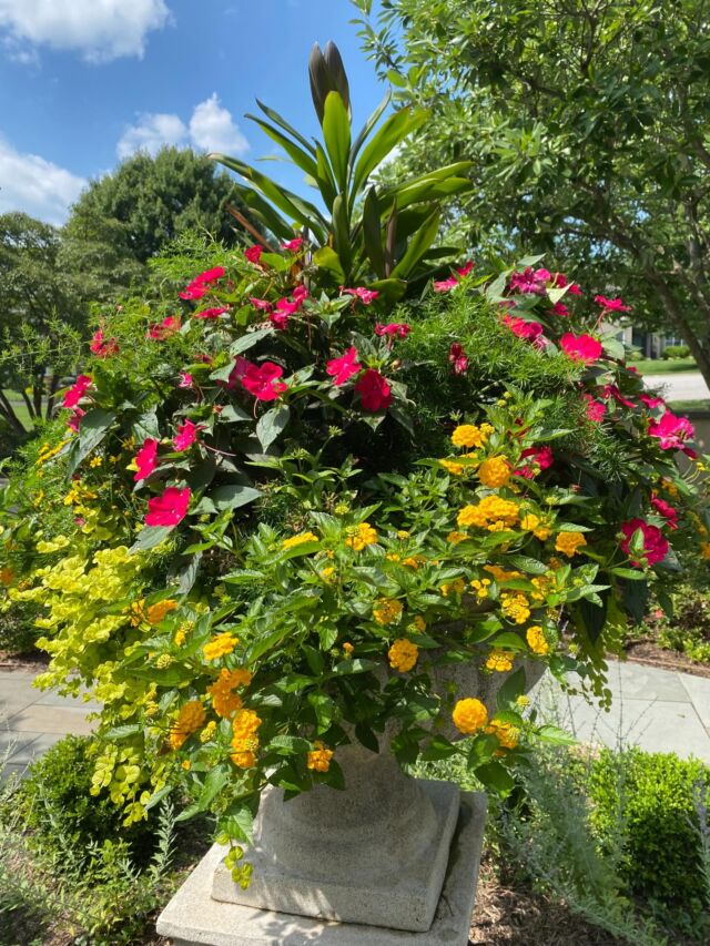These frigid  temperatures have me longing for summer days
#urnedelegance #prettyplantersforeveryseason #summerplanters #plantjoy