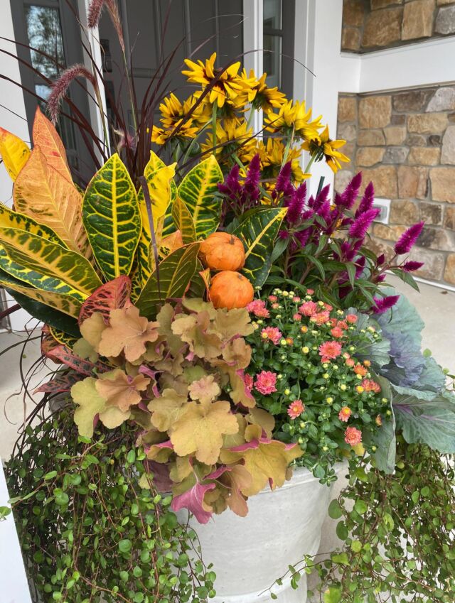It’s starting to look like fall! 
Plant recipe- croton, Denver daisy, purple celosia, mums, cabbages, pennisetum grass,huchera, (wire vine, left from summer)
#urnedelegance #urnedmembership #prettyplantersforeveryseason #fall #plantjoy #fallcontainers #fallplanters #containergardening #fallseason #curbappeal #falldecor