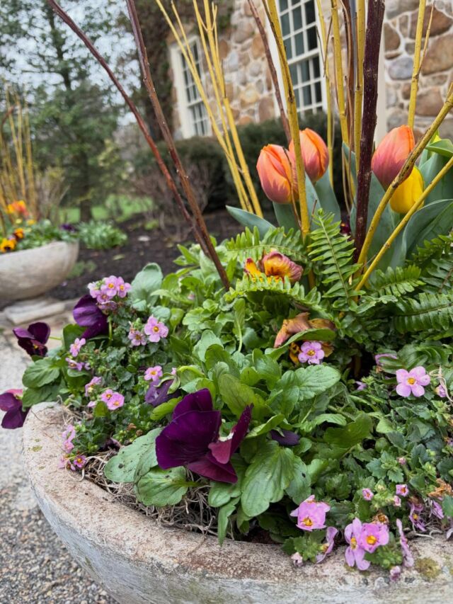 Shaking things up with a fresh color palette this spring#urnedelegance #prettyplantersforeveryseason #springplanters