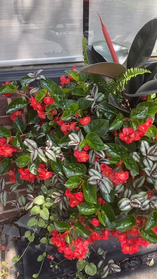 This intense summer heat has got our planters growing! Please continue to water your planters! 💦#urnedelegance #prettyplantersforeveryseason #urnedmembership #plantjoy #containergardening #curbappeal #betterhomesandgardens #seasonalplanters #summercontainers #summerheat #theheatison #summerplanting #flowers