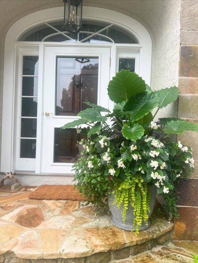 Just like sunshine is a favorite accessory, so is a beautiful blooming planter to a front door.
#urnedelegance #urnedmembership #prettyplantersforeveryseason #summer #summerplanters #summercontainers #summerflowers #seasonalcontainers #containergardening #digginginassociation #malvern #plantjoy #curbappeal #porchpickmeup